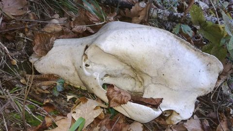 Restos esqueletizados de un ejemplar de oso en El Bierzo