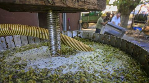 Uvas de godello en pleno proceso de prensado tras su entrada en una bodega