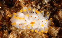 La �Limacia ib�rica� fue encontrada en el bajo de O Rape. 