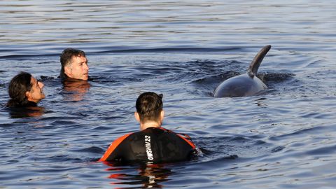 operativo de cemma en outes para liberar al delfin manolio del arpn