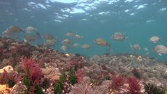 En el Borrn, las anmonas son el hbitat de gambas limpiadoras, cangrejos araa o gobios.