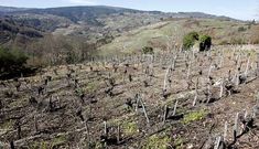 Vi�edos de la zona de A Costa, en la ribera del Cabe en Rosende, que est�n acogidos a la subzona de Ribeiras do Mi�o de Ribeira Sacra.