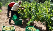 El control de los consellos reguladores empieza ya en la vendimia. 