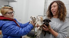 La protectora de Vilagarc�a recibe 20 cachorros abandonados en una semana