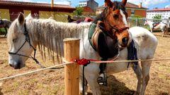 Exhibici�n de caballos por las fiestas de San Telmo en Tui
