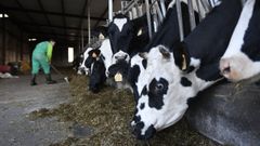 Una explotaci�n de vacas en el municipio de Silleda