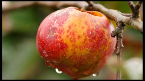 Manzana asturiana