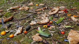 Restos de bueyes de mar y de centollos en un �rea arbolada junto al barrio de As Ra�as.