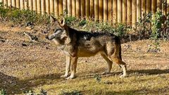 Lobo ib�rico