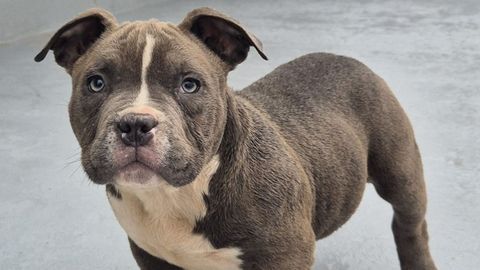 Uno de los dos ejemplares de American bully que fueron sustra�dos en Carballo