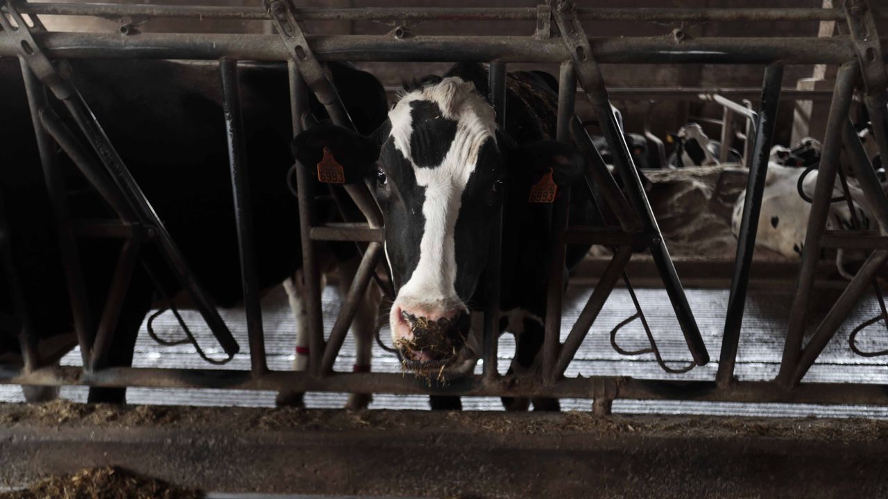 Sequía y altas temperaturas azotan al ganado en la provincia de Pontevedra: «As vacas están coa lingua fora aínda que haxa ventiladores»