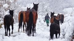 Caballos en la nieve en el concejo de Caso, Asturias