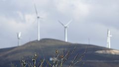 P�jaros en primer plano, y en segundo aerogeneradores de un parque e�lico
