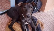 Hades tiene diez meses