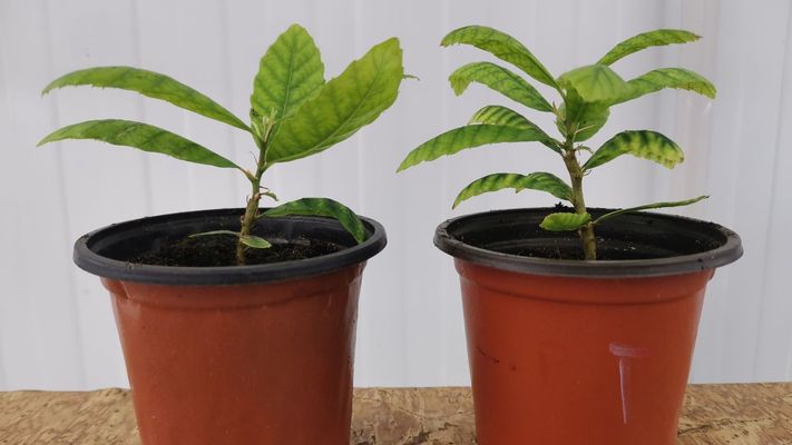 Plantas de casta�o europeo cultivadas in vitro en la Misi�n Biol�gica de Galicia