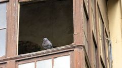 Una ploma en la ventana de una casa deshabitada del casco viejo
