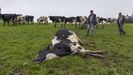 Dos ganaderos de O Pino frente a una de sus vacas, que muri ayer despus de un ataque del lobo.