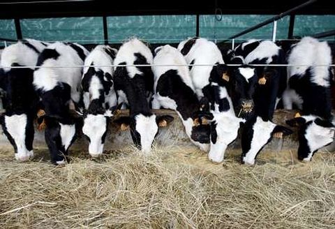 Becerras comiendo en una explotaci�n ganadera en el municipio de Pant�n.