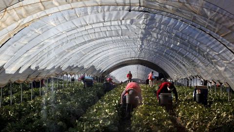 Unos trabajadores recogen frutas en un invernadero de A Terra Chá.