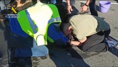 Olvidan a sus perros en el maletero del coche, dos animales fallecen y sus dueos irn a juicio