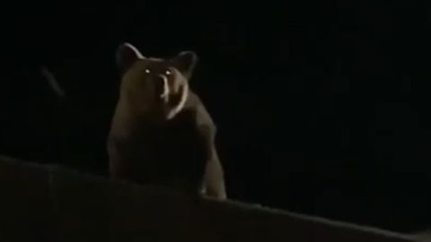 Un oso baja a Villablino