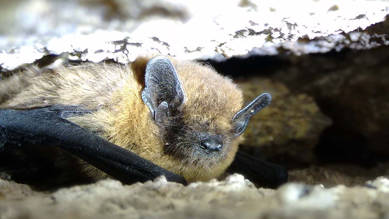 Una empresa de Vigo impulsa la protección de los murciélagos