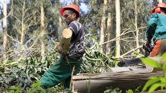 El pulm�n verde de la econom�a gallega