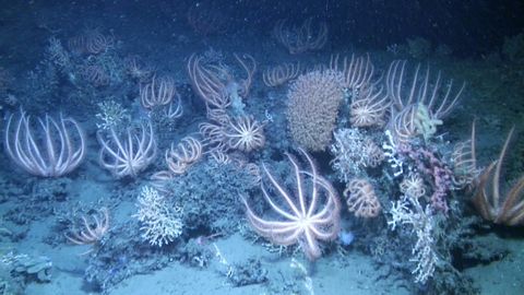 Sistema de Caones de Avils, a 909 metros de profundidad.