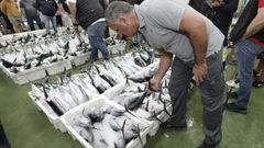 Subasta de bonito en la lonja de Burela, donde cada pieza sale identificada con una etiqueta pl�stica de color verde que acredita su origen y que ha sido pescado con anzuelo.