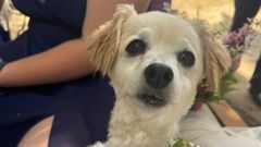 Un perro que asisti� a la boda.