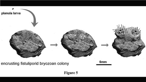 Imagen de la investigaci�n sobre un arrecife que estaba lleno de vida marina, frente a las costas de la actual asturias, hace 460 millones de a�os