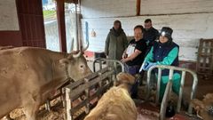 Inicio de la campaña de vacunación contra la lengua azul en ganado