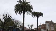 El picudo rojo acecha a Santiago