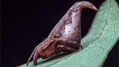 Las diez nuevas especies descubiertas este a�o
