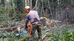 Imagen de una tala de madera en la zona de Ortigueira. 