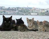 Gatos