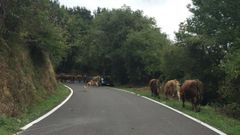 Vacas en la carretera