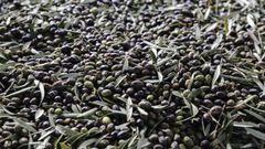 Los productores est�n recibiendo precios por debajo de los costes de producci�n, denuncia COAG