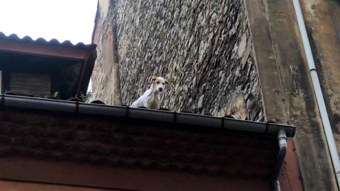 La perra, asomada al tejado de la calle de La Merced