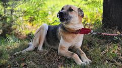 Valeria tiene tres a�os y es un ejemplar de pastor alem�n mestizo