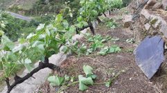 Los sarmientos arrancados por el vendaval se acumulan entre los bancales de un vi�edo