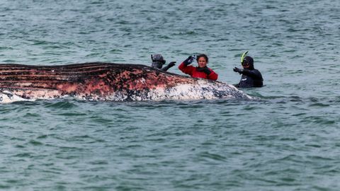 Una veterinaria examina los restos de la ballena Timmy, en la costa de Dinamarca.