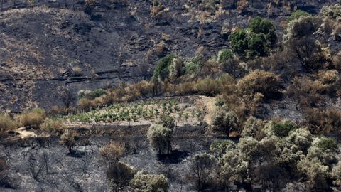 Una viña que se salvó del fuego, en medio del paisaje quemado por los incendios del verano en Quiroga.