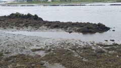 La mortandad de peces se registr� el s�bado en la zona entre la f�brica de Ence y el puente de Santiago, en Pontevedra