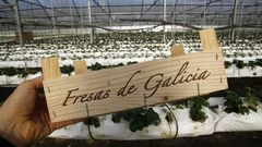 El invernadero monfortino de As Cumbres fue utilizado antes por la firma Frutas Bonanza