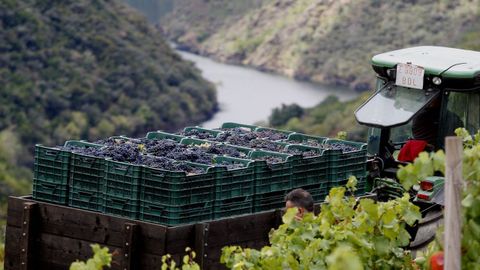 Galicia recogi� este a�o 77 millones de kilos de uva, seg�n Uni�ns Agrarias