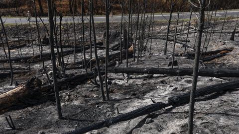 La Xunta ha acometido diversas tareas e inversiones para restaurar los terrenos que ardieron el pasado a�o