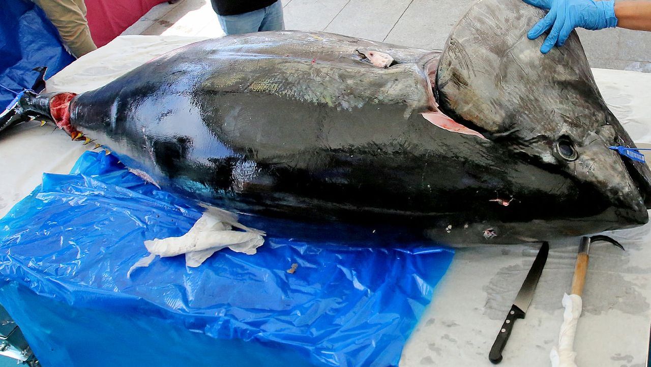 Cuatro atunes rojos por marea para los espaderos y uno para los boniteros