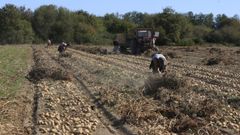 La patata sigue siendo un cultivo muy presente en muchas zonas de Galicia