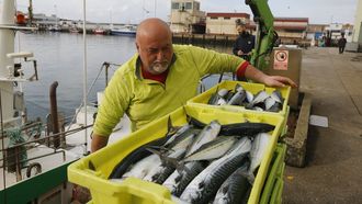 Descarga de xarda en Burela a finales de marzo del 2025